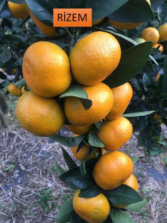 Rize’de mandalina çeşidi 9’a çıktı, Antalya’ya gönderildi